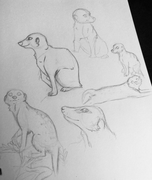 First week at CSUF is done have some meerkats I drew during my gap #art #doodle #sketch #sketchbook 