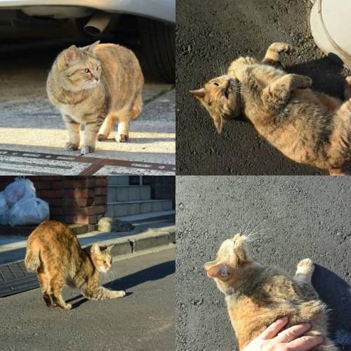 街であった人懐っこい猫さん　#猫　#cat