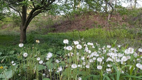 prairiecore - little puff field