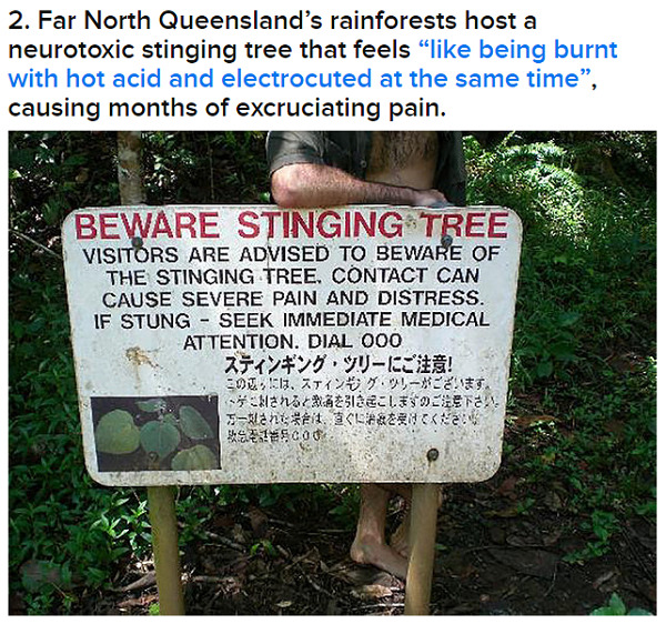 tawghasa:  BuzzFeed: 33 Bizarre Facts That Prove That Australia is Batshit InsaneI
