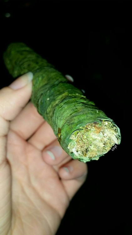 ciryl:  Thai stick! Can’t wait to smoke it on 420🔥💨