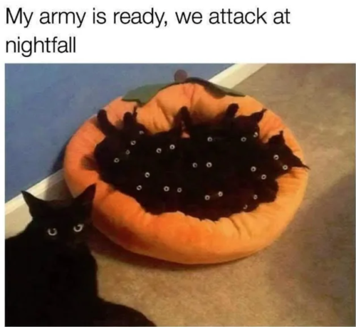 Your Daily Dose Of Cat Memes