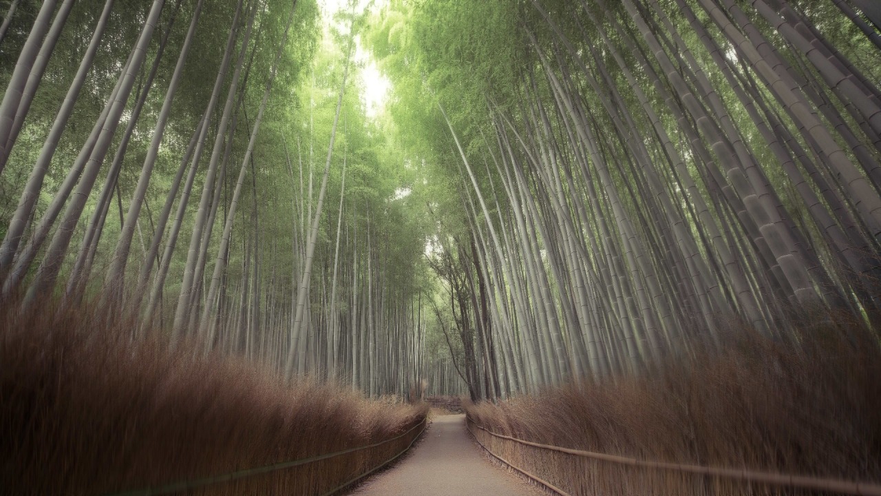 archatlas:    Sleeping Giants, Weeping Plums: Japanese Landscape Photography Hidenobu