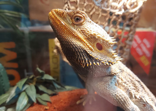Care Guide: Bearded Dragon