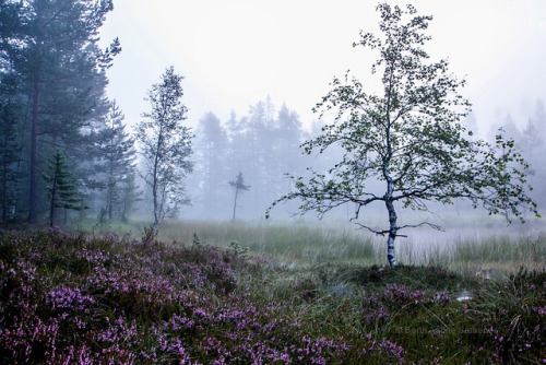 unnaturalmagic:One Foggy Day In The Forest [EXPLORED] by B.AA.S. on Flickr.