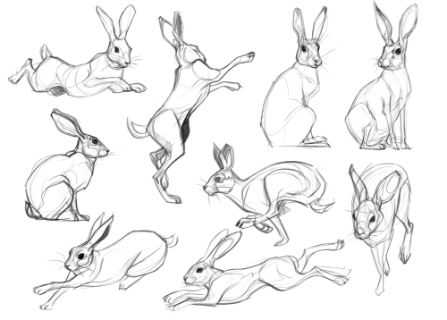 Wild Hare Studies