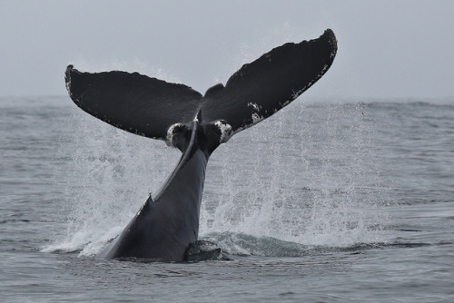 trynottodrown: Humpback whale | toryjk