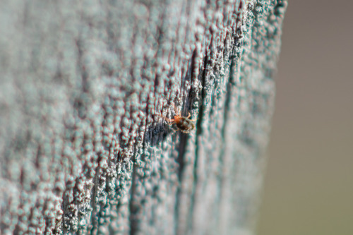nishawolfe:Spider MitePhoto taken in Millersville, MD04/08/2022 Photography by Nisha Wolfe