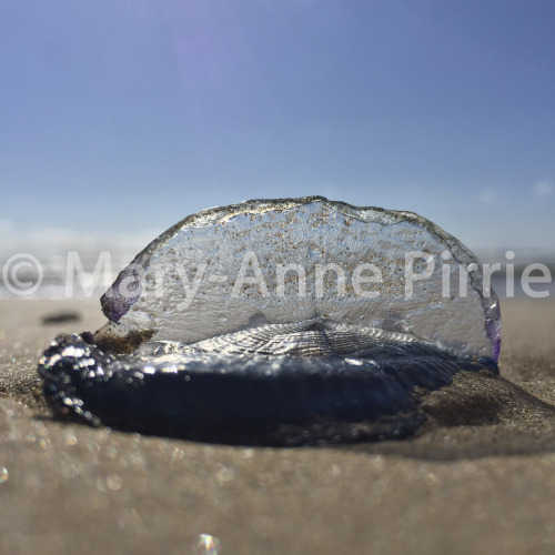 Chelsea Beach, Victoria AUS©Mary-Anne Pirrie