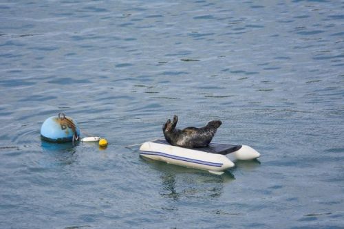 slushyseals: This senseless act of cruelty was captured in Dartmouth, Devon UK  The friendly mammal,