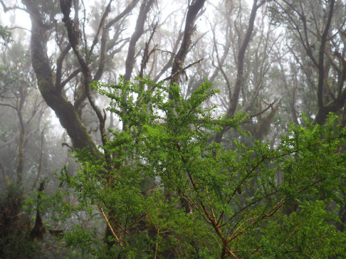 90377:La Gomera Wandern by Stefan Selle