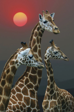 maurocuervo:  chrysopoetics:  SUNSET WITH GIRAFFES - KENYA (by Michael Sheridan)  very very nice 