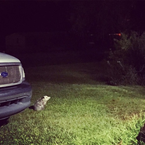 Day 268. #bedford365 #bedfords365 #possum #opossum #nightwalk #countrynightlife #cute #brazen