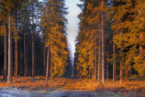 stvdy:  Vladimir Niskin 