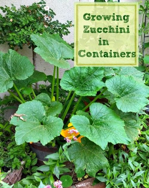 How to Grow Zucchini in Containers