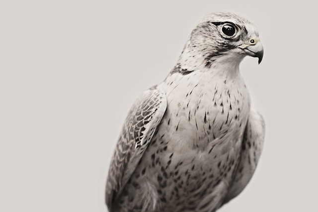 culturenlifestyle:  Impressive Animal Portraits by Troy Moth Photographer Troy