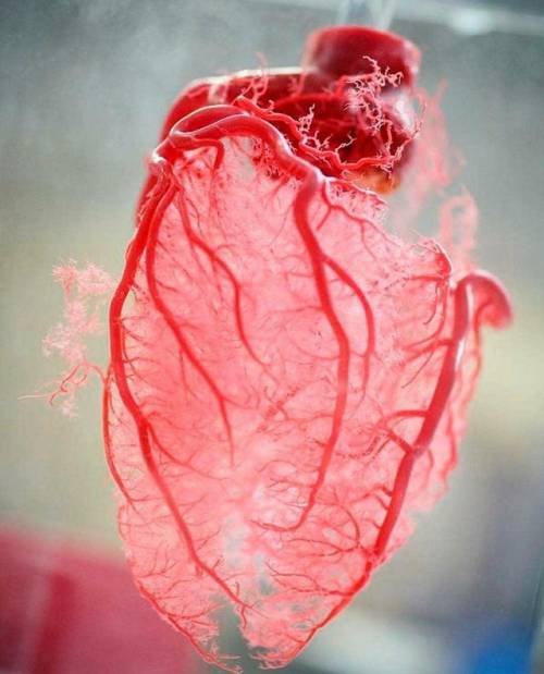 sixpenceee: “Resin cast of human heart blood vessels” was achieved by shooting liquid plastic into a real heart. The plastic resin fills the blood vessels and, once the resin sets, the tissue is dissolved away leaving a perfect replica of the blood