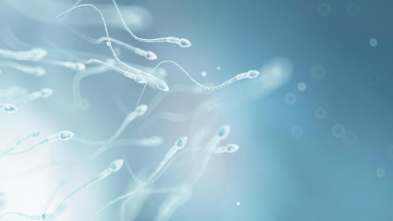 Sperm cells are living creatures&hellip;every sperm produced by your testicles