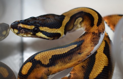 Some adorable Ball Pythons I work with at P.T. Reptiles. 1: Black Pastel Banana 2: Banana Clown 3: P