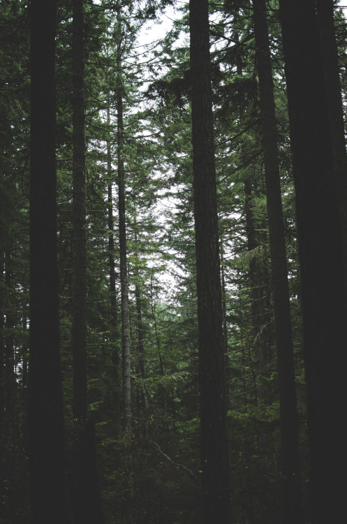ordinair:  vintage/nature blog          