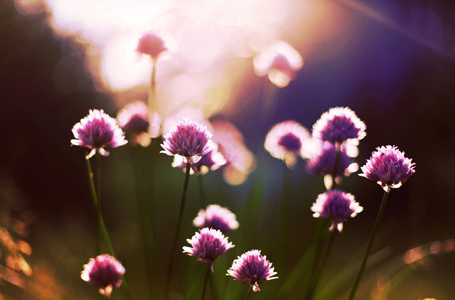 floralls:  by Xin Li