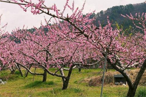 macedoniannews:Peaches Farms-Pella, Macedonia(Greece)