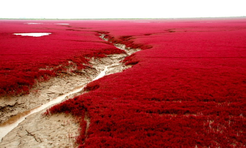 This is the Red Beach “Panjin” located in China. The pictures weren’t edited and a