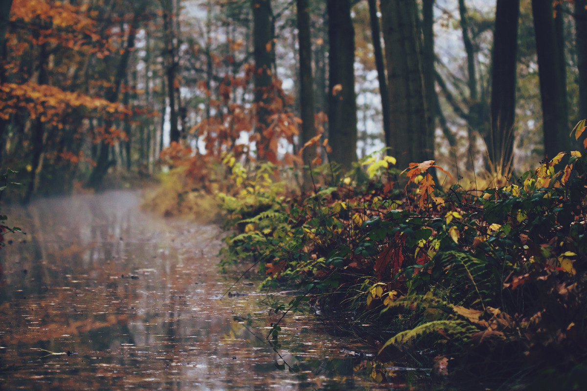 englishsnow:  by mathijsd 