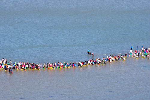 Jindo Miracle Sea Festival Once a year in Jindo in Jeollanam-do Province, the seas mysteriously part