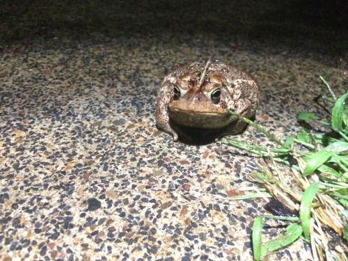 happytoads: Plump toad spotted