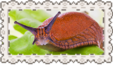 #slug Graphic Theme
