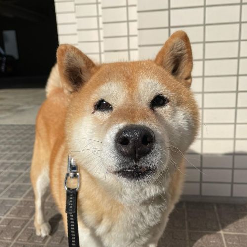 shibaさん