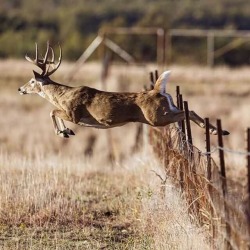 mossyoak:  Leap Day.