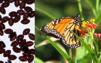 Monarch butterflies carry infections in parts of the U.S. where they breed year-round. Image: P. Dav