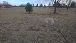 We took the dogs on walkies and look how well my GSD blends in with the dead grass lol