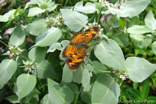 Mountain Mint / Pycnanthemum incanum - plant Mountain Mint is a tough perennial plant, native to Nor