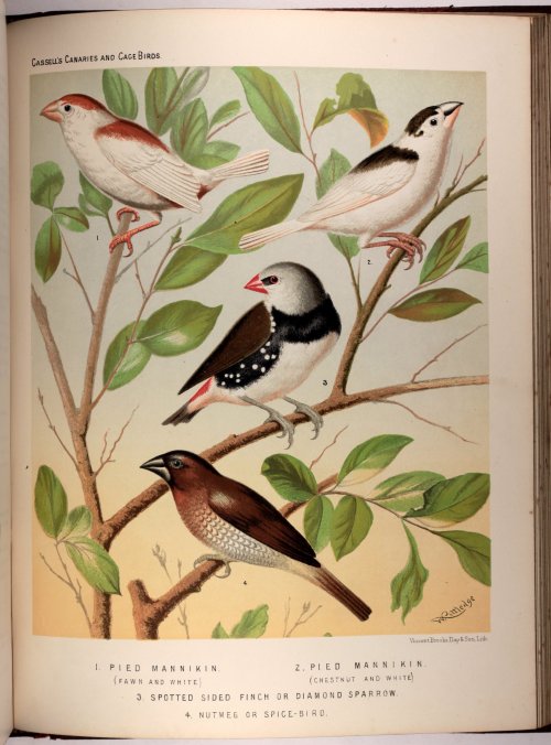 Canaries and Cage Birds - 19th century edition c188556 fine colour plates 