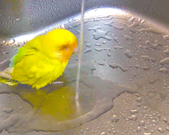 laughingsquid:  Yellow Rosy-Faced Lovebird