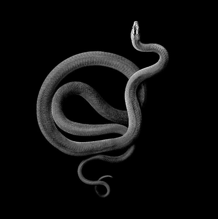 chaosophia218:  Serpents.1. White-Lipped Island Pit ViperCryptelytrops insularis/Trimeresurus
