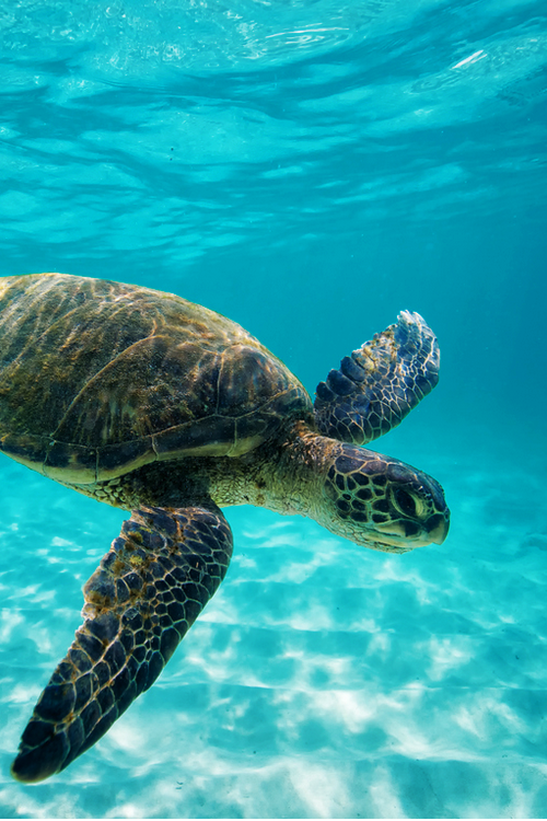 asthmas:  A Hawaiian Green Sea Turtle swimming at Kua Bay on the Big Island of Hawaii. 