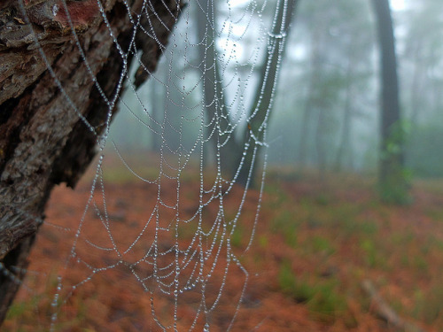 ancientdelirium: Forest’s ambiance…. by ImAges ImprObables on Flickr.