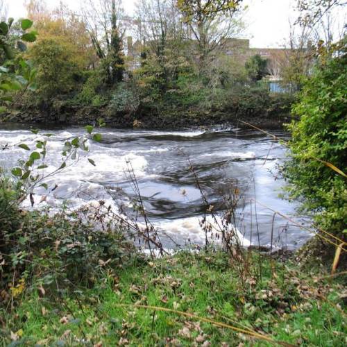 Maybe The #water Was Cold So It Looked Funny. Taken On The #River Lee Walk Between #Cork Centre And Mardyke.