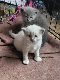 spookberry:Butter(white) and Lucy(grey)