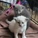 spookberry:Butter(white) and Lucy(grey)