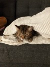 Porn photo burins:burins:burins:horrid little cat saved