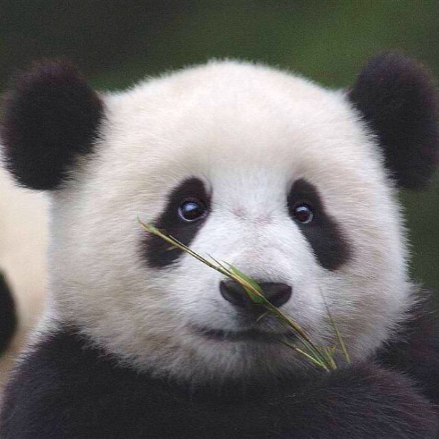 Baby panda about to munch his snack.. #panda #cute #instagood #likeforlike #pandabear