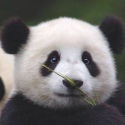 Baby Panda About To Munch His Snack.. #Panda #Cute #Instagood #Likeforlike #Pandabear