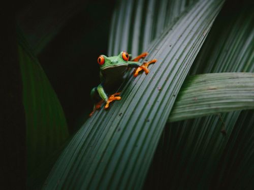 Red-Eyed Tree Frog Image, Costa Rica - National Geographic Photo of the Day While exploring in Vara 