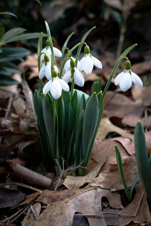 The flowers of winter - such a welcome sight !