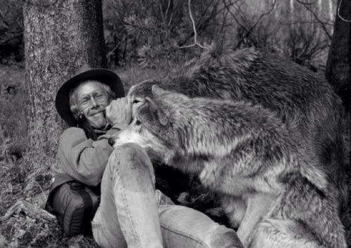 daughter-of-a-badass: m-orbidden: Wolves get a bad rap in folklore, but Jim and Jamie Dutcher spent 